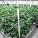 Ученым удалось вырастить первую в мире «легальную» марихуану
